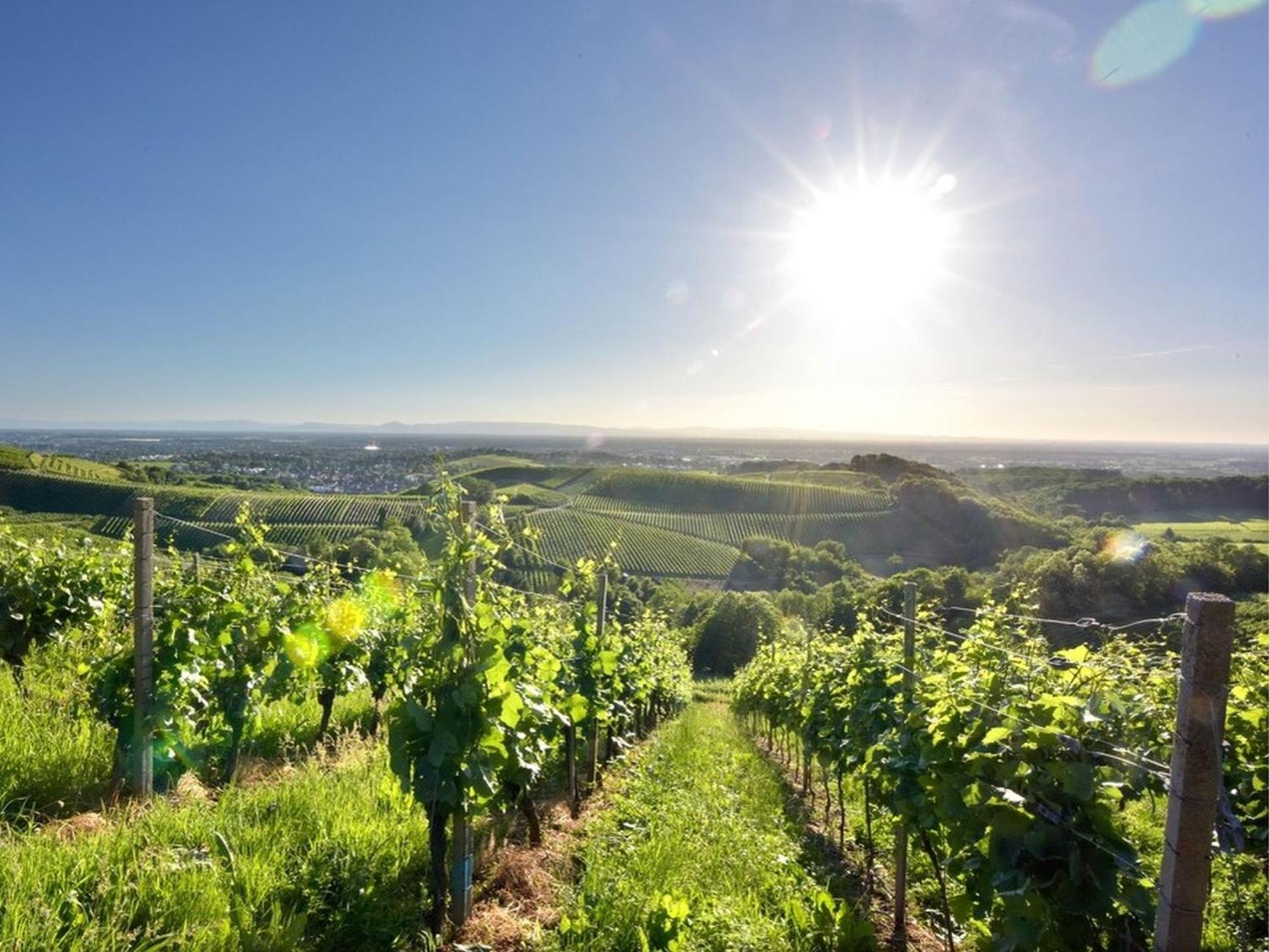 Ferienwohnungen Weingut Pieper Basler Offenburg Exterior photo